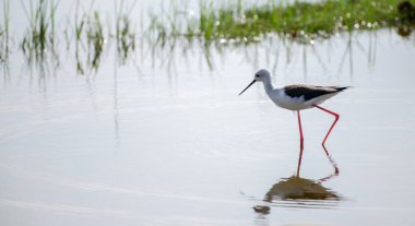 Sri Lanka 'daki Bundala Ulusal Parkı' ndaki bir lagünün sığ sularında kara kanatlı yiyecek arıyor. (Himantopus himantopus)