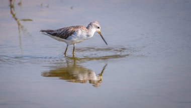 Bataklık çulluğu yakından, (Tringa Stagnatilis) Bundala Ulusal Parkı, Sri Lanka sığ sularda arama.