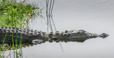 Hırsız timsah, Bundala Ulusal Parkı, Sri Lanka 'daki bir timsahın yakın plan fotoğrafı olan sığ göl suyuna dalıyor..