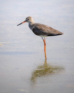 Bundala Milli Parkı 'ndaki sığ sularda hareketsiz duran yaygın Redshank (Tringa totanus).
