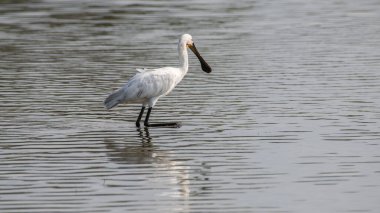 Bundala Ulusal Parkı 'ndaki sığ su gölünde Avrasya kaşığı faturası.