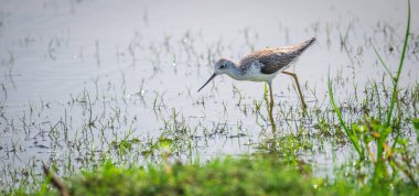 Sri Lanka 'daki Bundala Ulusal Parkı' ndaki lagünlerin kıyısında yiyecek arayan bataklık çulluğu (Tringa stagnatilis).