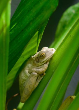 Chunam Ağacı kurbağası gündüz gölgeli bir yerde dinleniyor, yakın plan fotoğraf..