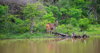 Thirsty female sambar on the water's edge at Yala national park. clipart