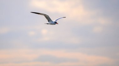 Caspian Tern kuşu akşam güneşinin batışına karşı uçuyor. Bundala Ulusal Parkı 'ndaki sakin atmosfer, Sri Lanka