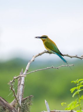 Beautiful blue-tailed bee-eater perches against the naturally pleasing background in Bundala National Park. Bee-eater eating a small bee. clipart