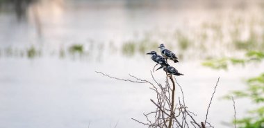 Three Pied Kingfisher birds hunting near the lagoon waterbody in the beautiful morning at Bundala National Park. clipart