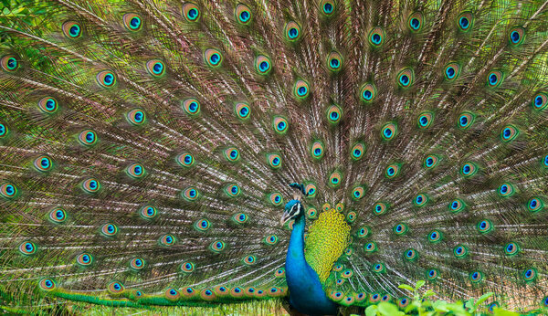The courtship display of elegant male peacock, iridescent colorful tail feather pattern close up, Beautiful dance of male Indian peafowl at Yala national park, Sri Lanka.