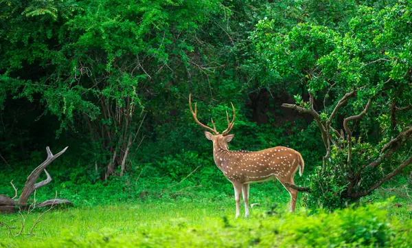 stock image Beautiful male Sri Lankan axis deer in Yala national park. Lush greenery landscape.