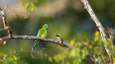 Yeşil Arı yiyici (Merops orientalis) levrek, güzel doğal yaşam alanı çekimi, Yala Ulusal Parkı, Sri Lanka.