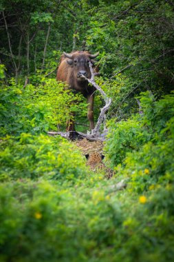 Avcı ve yırtıcı hayvan Yala Ulusal Parkı 'ndaki leopara doğrudan bakıyor..