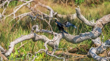 Oriental Darter drying itself with outstretched wings, perched on a fallen tree in Yala National Park. clipart