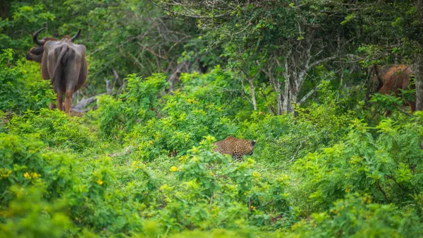 Yala Ulusal Parkı 'nda vahşi bir bufaloyu takip eden aç bir leopar..
