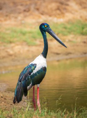 Yala Ulusal Parkı 'nda Kara Boyunlu Leylek. Sri Lanka 'daki en büyük ve nadir kuş..