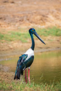 Kara boyunlu Leylek, Yala Ulusal Parkı 'ndaki su birikintisinin yanında dimdik ayakta duruyor. Sri Lanka 'daki en büyük ve nadir kuş..