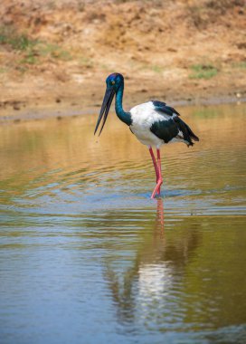 Kara boyunlu leylek Yala Ulusal Parkı 'ndaki sığ su birikintisinde yiyecek arıyor. Sri Lanka 'daki en büyük ve nadir kuşun yakın plan portresi..
