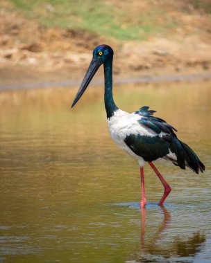 Kara boyunlu leylek Yala Ulusal Parkı 'ndaki sığ su birikintisinde yiyecek arıyor. Sri Lanka 'nın en uzun ve nadir kuşunun yakın plan portresi..