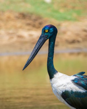 Kara boyunlu leylek kuşu portresi, Yala Ulusal Parkı 'nda güzel bir safari görüntüsü. Sri Lanka 'daki en büyük ve nadir kuş..