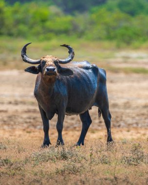 Sri Lanka Vahşi Su Bubalisi (Bubalus bubalis) de Yala Ulusal Parkı 'nda çekilen yakın plan bir fotoğrafta Asya bufalosu olarak adlandırılır..