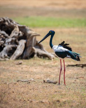 Yala Ulusal Parkı 'nda Kara Boyunlu Leylek. Sri Lanka 'daki en büyük ve nadir kuş..