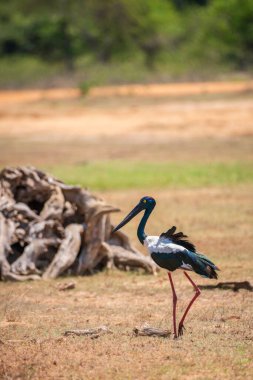 Yala Ulusal Parkı 'nda Kara Boyunlu Leylek. Sri Lanka 'daki en büyük ve nadir kuş..