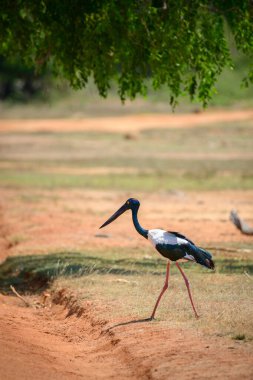 Kara boyunlu leylek, Yala Ulusal Parkı 'nda nadir görülen bir yer. Sri Lanka 'daki en büyük kuş..