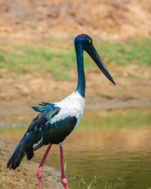 Kara boyunlu leylek Yala Ulusal Parkı 'ndaki sığ su birikintisinde yiyecek arıyor. Sri Lanka 'nın en uzun ve nadir kuşunun yakın plan portresi..
