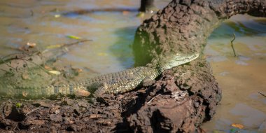 Genç soyguncu timsah Yala Ulusal Parkı 'nın çamurlu su kenarında dinleniyor..