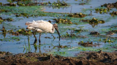Genç siyah kafalı Ibis kuşu Yala Ulusal Parkı 'na yaklaşıyor.