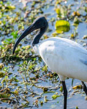 Siyah başlı Ibis kuşu Yala Ulusal Parkı 'na yaklaşıyor..