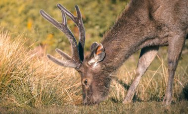 Horton Plains Ulusal Parkı 'nın yakın plan fotoğrafında boynuzlu Sri Lankalı sambar geyiği otluyor..