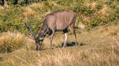 Horton Plains Ulusal Parkı 'nda büyük boynuzlu Sri Lanka sambar geyiği otluyor.