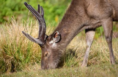Horton Plains Ulusal Parkı 'nda büyük boynuzlu Sri Lanka sambar geyiği otluyor..