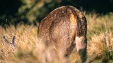 Sri Lanka sambar geyiği Horton Plains Ulusal Parkı 'nda otluyor. .