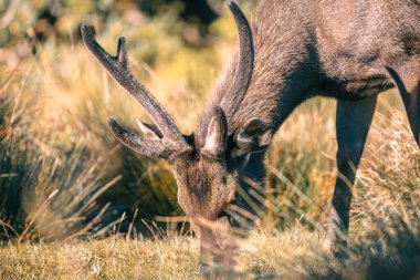 Horton Plains Ulusal Parkı 'nda büyük boynuzlu Sri Lanka sambar geyiği otluyor..