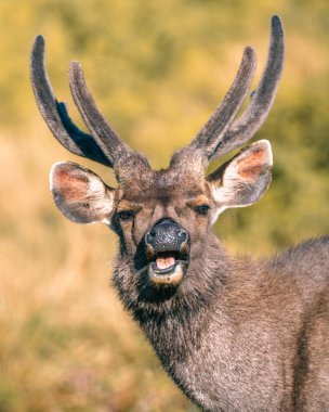 Sri Lanka sambar geyiğinin yüz resmi Horton Plains Ulusal Parkı 'nda çekildi..