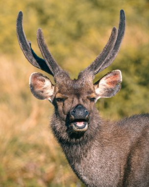 Sri Lanka sambar geyiğinin yüz resmi Horton Plains Ulusal Parkı 'nda çekildi..