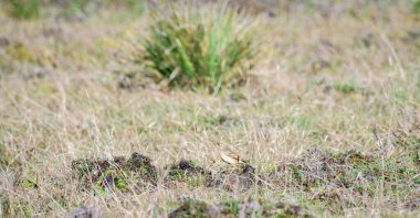 Paddy Field Pipit (Anthus rufulus) kuşu Horton Plains Ulusal Parkı 'nda çimlerin üzerinde duruyor, Sri Lanka
