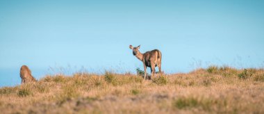 Dişi Sri Lankalı sambar geyiği Horton Plains Ulusal Parkı 'nda görüldü.