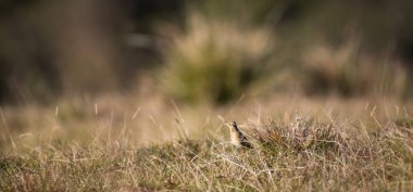 Paddy Field Pipit (Anthus rufulus) kuşu Horton Plains Ulusal Parkı 'nda çimlerin üzerinde duruyor, Sri Lanka