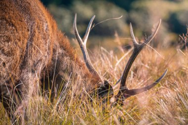 Horton Plains Ulusal Parkı 'nda büyük boynuzlu Sri Lanka sambar geyiğine yakın çekim.