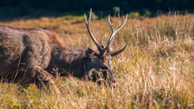 Horton Plains Ulusal Parkı 'nda büyük boynuzlu Sri Lanka sambar geyiği otluyor.