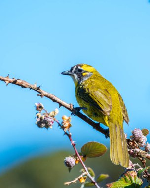 Sarı kulaklı bülbül, Horton Plains Ulusal Parkı 'ndaki ağaç dalında yabani böğürtlenlerle tünemiş.