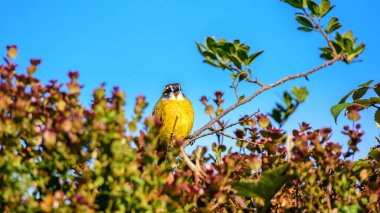 Sarı kulaklı bülbül tüneği, Horton Plains Ulusal Parkı