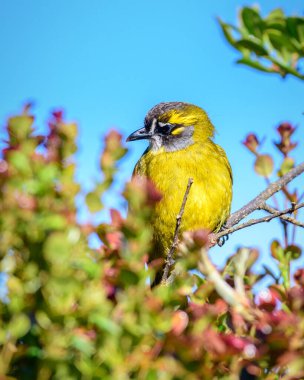 Sarı kulaklı bülbül tüneği, Horton Plains Ulusal Parkı
