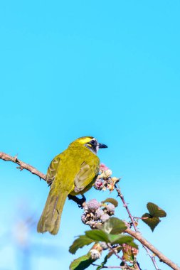Sarı kulaklı bülbül Horton Plains Ulusal Parkı 'nda açık mavi gökyüzüne tünemiş.
