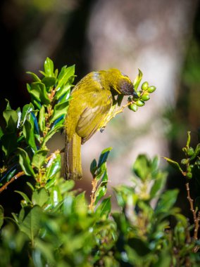 Sarı kulaklı bülbül Horton Plains Ulusal Parkı 'nda yabanmersinleriyle beslenir.