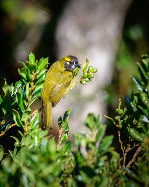 Sarı kulaklı bülbül Horton Plains Ulusal Parkı 'nda yabanmersinleriyle beslenir.