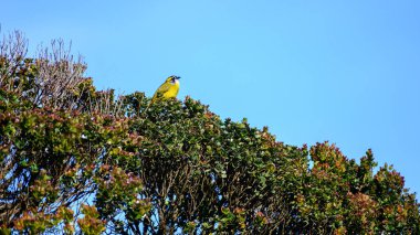 Güzel sarı kulaklı bulbul mavi gökyüzü arkaplanına karşı gölgelik ağacın tepesinde.