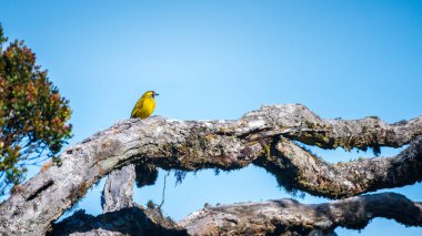 Horton Plains Ulusal Parkı 'nda, mavi gökyüzü arka planında, ağaçta güzel sarı kulaklı bir bulbul..